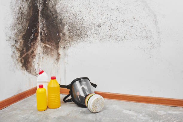 Attic Mold Removal in Taft Mosswood, CA