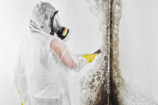 Best Fast Mold Removal  in Taft Mosswood, CA