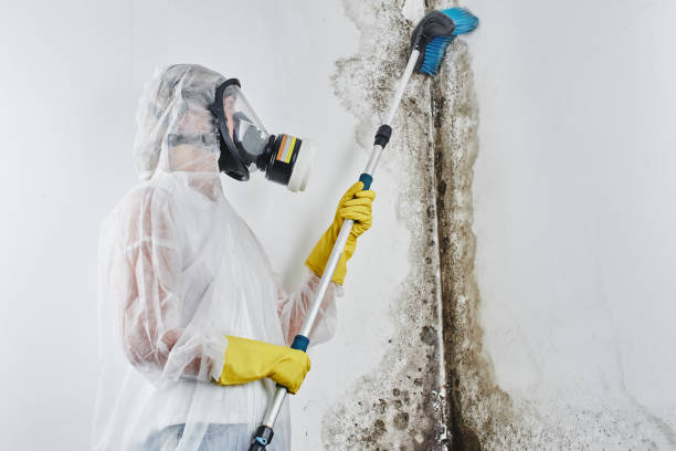 Best Residential Mold Removal  in Taft Mosswood, CA
