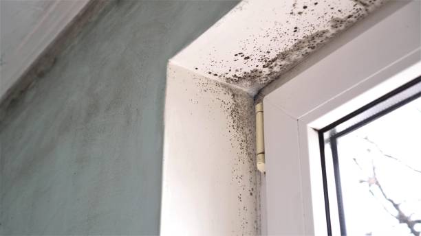 Home Mold Removal in Taft Mosswood, CA