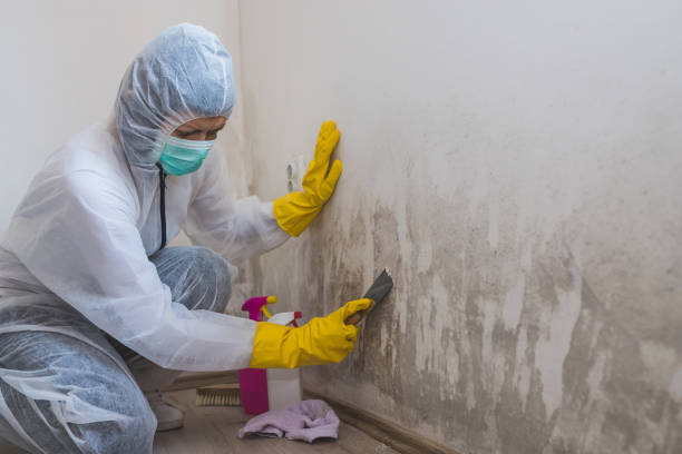 Best Professional Mold Removal  in Taft Mosswood, CA