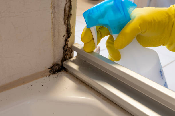 Best Certified Mold Removal  in Taft Mosswood, CA