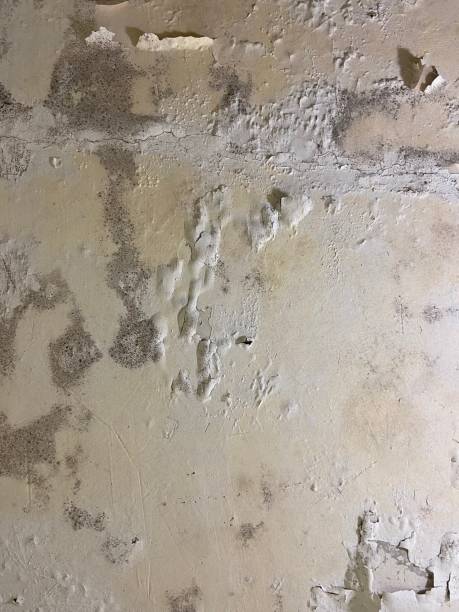  Taft Mosswood, CA Mold Removal Pros