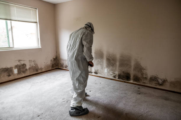 Best Certified Mold Removal  in Taft Mosswood, CA